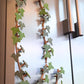 MagnetIvy - English Ivy Fridge Magnet with Articulating Stems