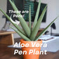 Aloe Vera Pen Plant