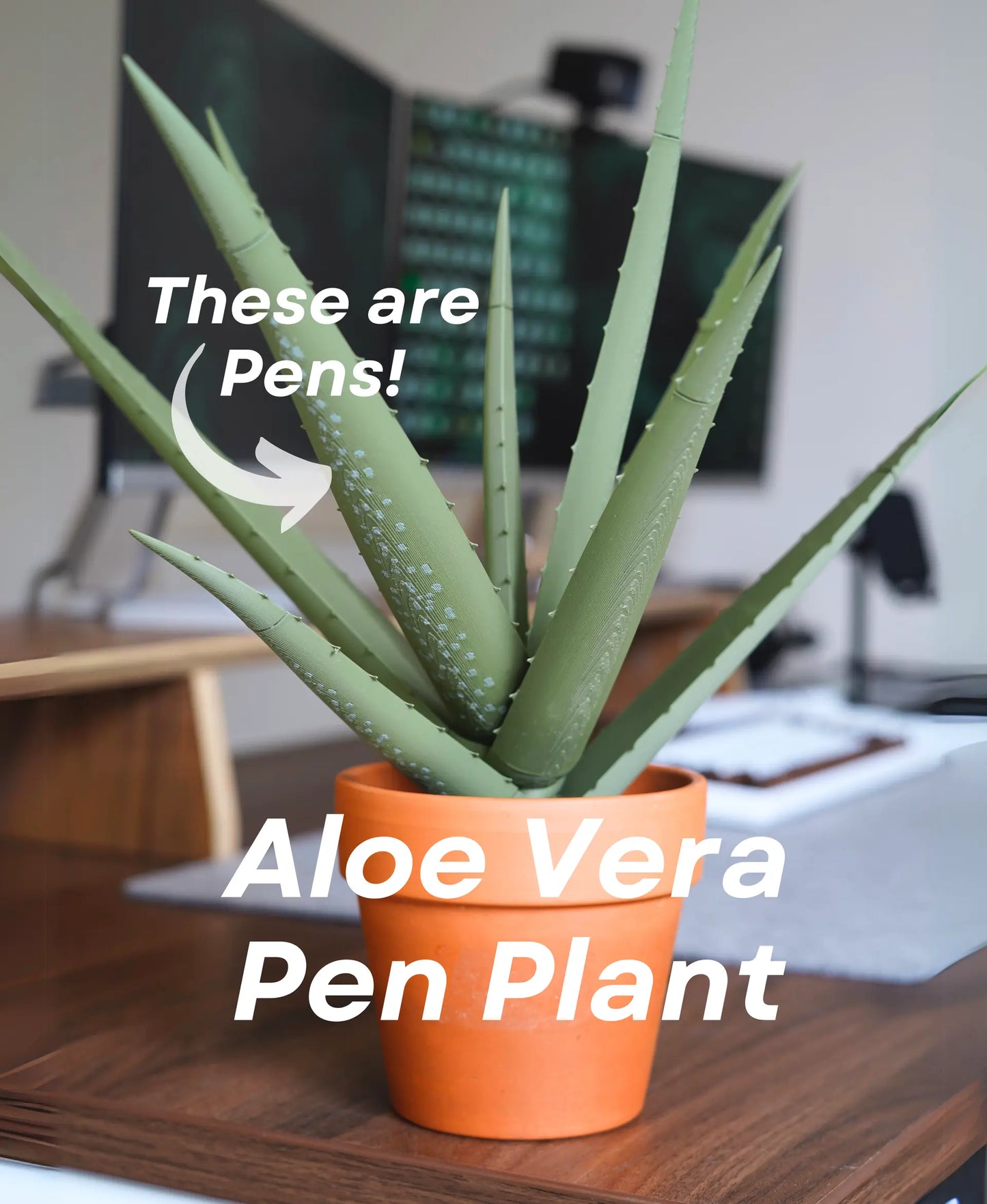 Aloe Vera Pen Plant