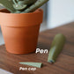 Aloe Vera Pen Plant