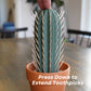 Cactus Toothpick Holder