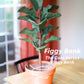 Figgy Bank - Fiddle Leaf Fig Piggy Bank