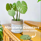 Monstera Coasters