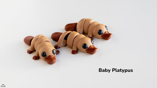 Baby Platypus